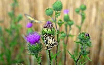 Can Dogs Eat Milk Thistle?