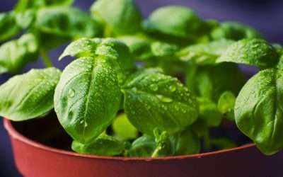 Basil for Dogs