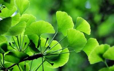 Can Dogs Eat Ginkgo Biloba?